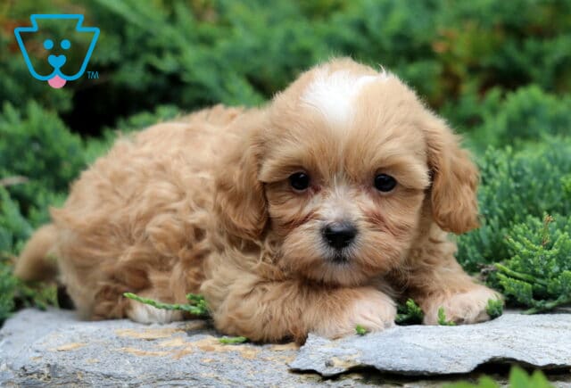 Wesley Shihpoo image