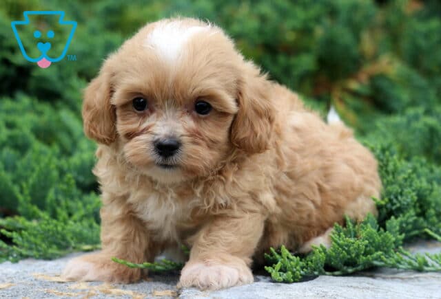 Wesley Shihpoo2 image