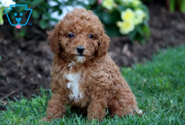 Whiskers Mini Goldendoodle image