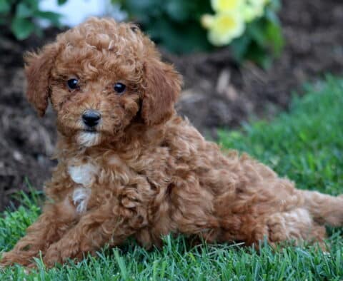 Whiskers Mini Goldendoodle2