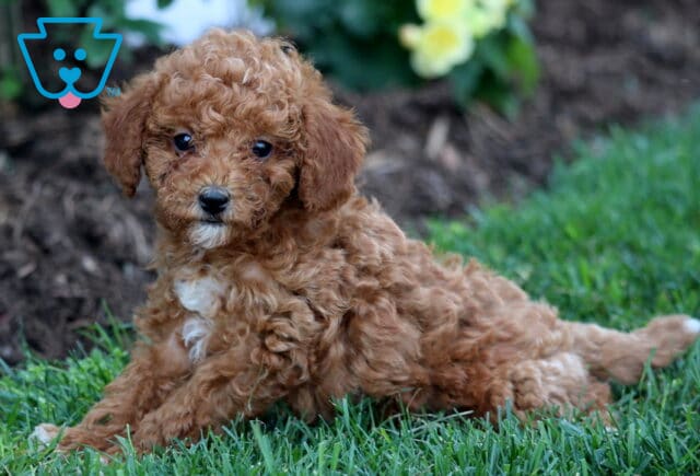 Whiskers Mini Goldendoodle2 image