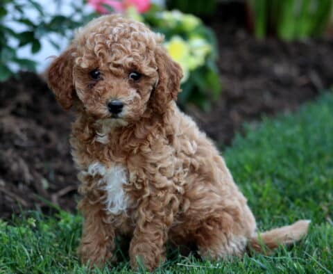Whisper Mini Goldendoodle