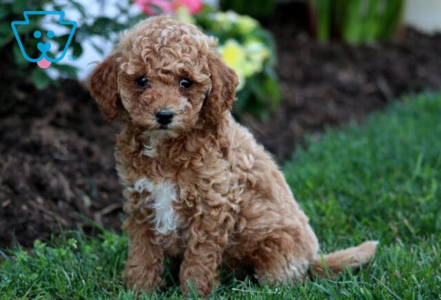Whisper Mini Goldendoodle image