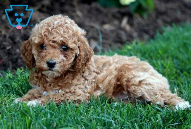 Whisper Mini Goldendoodle2 image