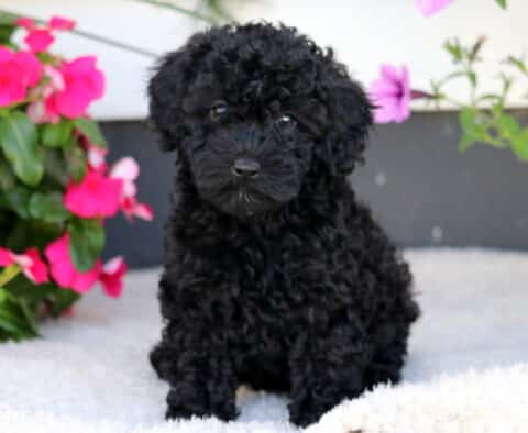 Whitney Cockapoo