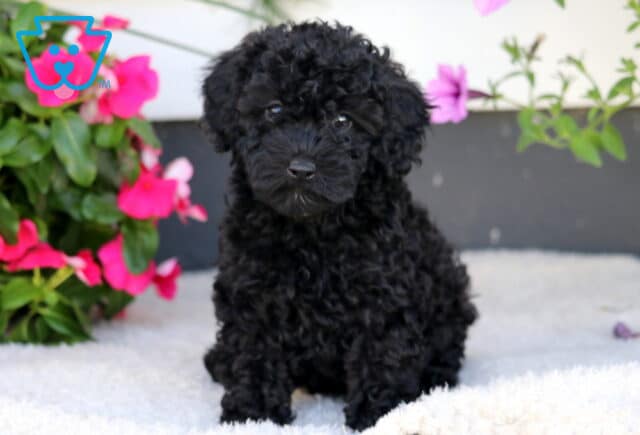 Whitney Cockapoo image