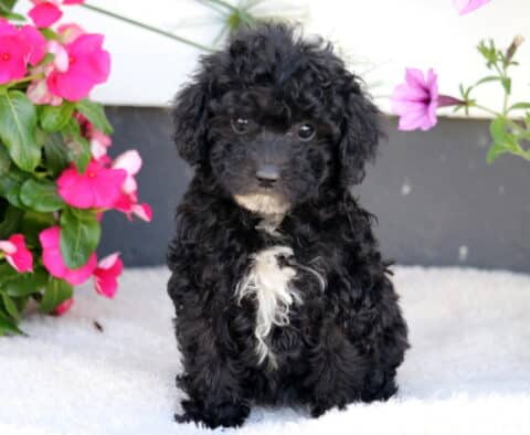 Willow Cockapoo