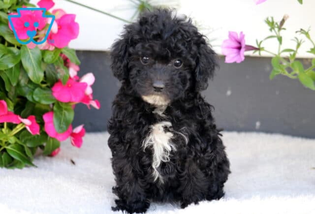 Willow Cockapoo image