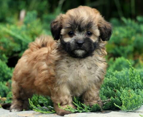 Willow Shihpoo