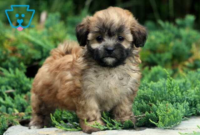 Willow Shihpoo image