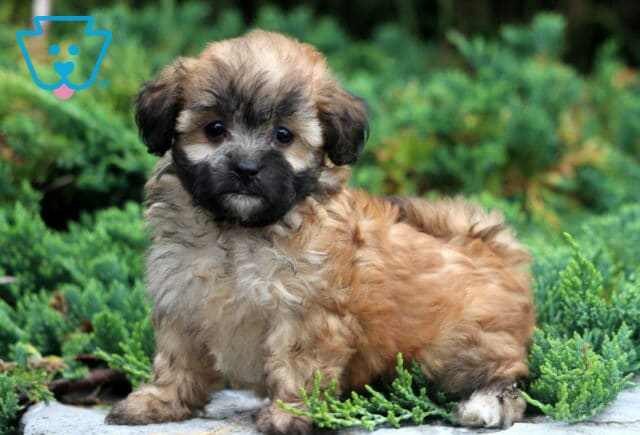 Willow Shihpoo2 image