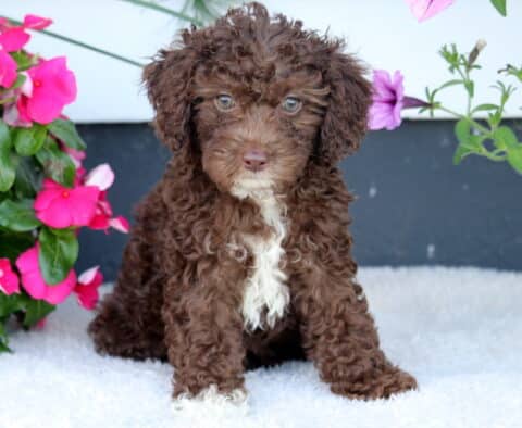 Winnie Cockapoo