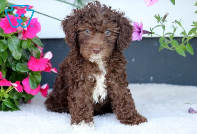 Winnie Cockapoo image