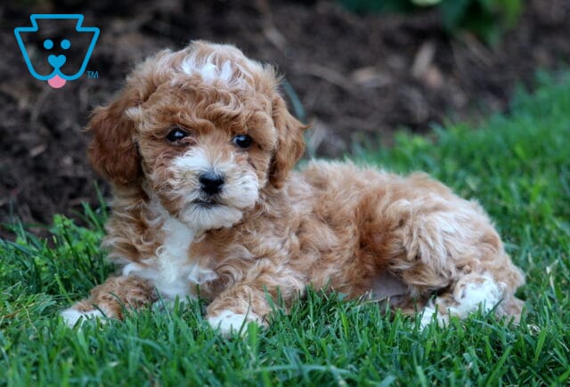 Winnie Mini Goldendoodle image