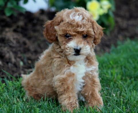 Winnie Mini Goldendoodle2