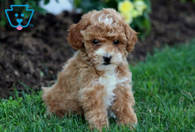 Winnie Mini Goldendoodle2 image