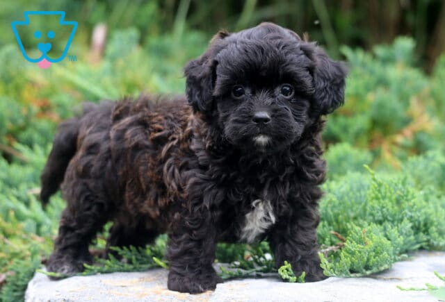 Winston Shihpoo image