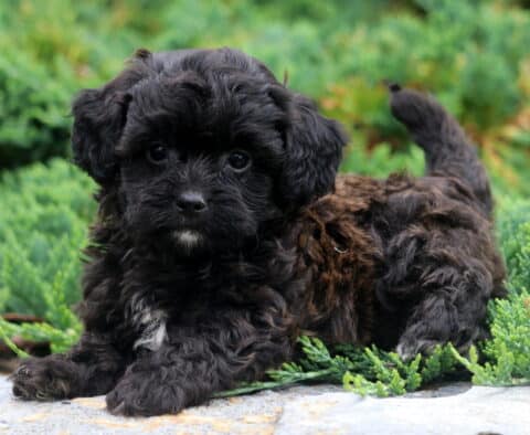 Winston Shihpoo2