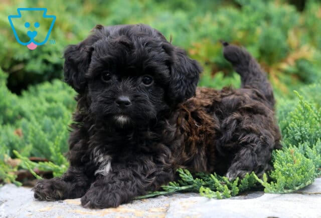 Winston Shihpoo2 image