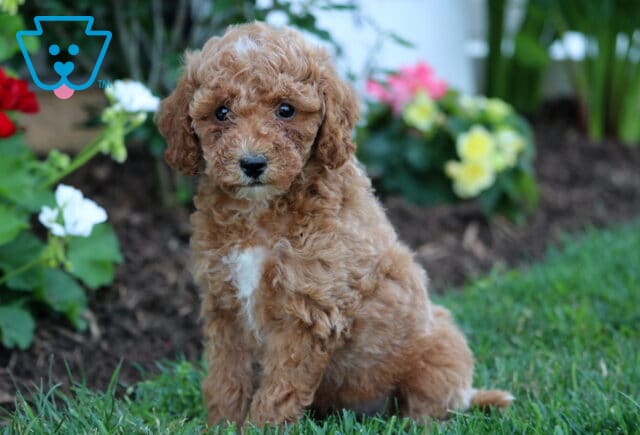Curly apricot Mini Goldendoodle puppy with a white patch on its chest sitting on grass beside colorful flowers in a garden bed. image