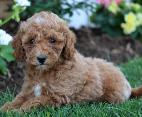 Wish Mini Goldendoodle2