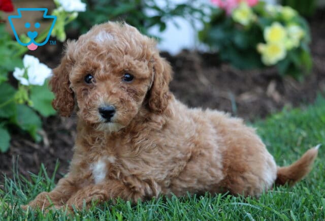 Adorable apricot Mini Goldendoodle puppy with curly fur and a white chest patch lying in the grass beside a colorful flower bed. image