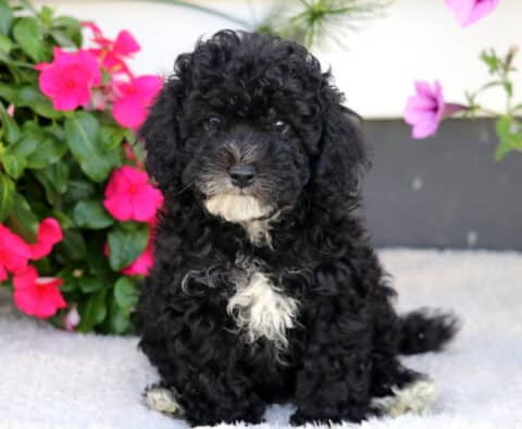 Wishes Cockapoo