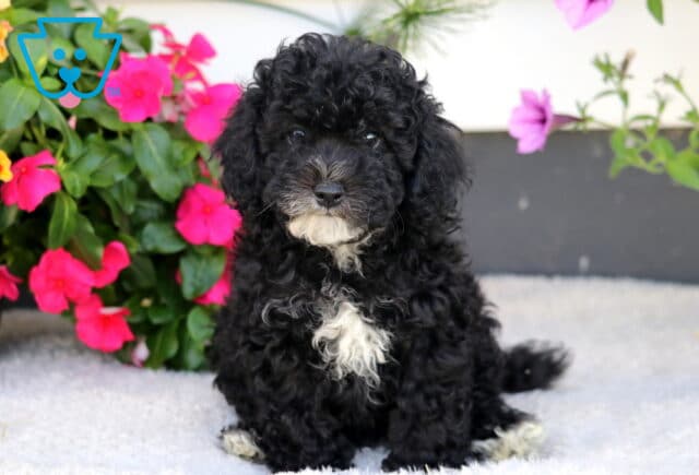 Wishes Cockapoo image