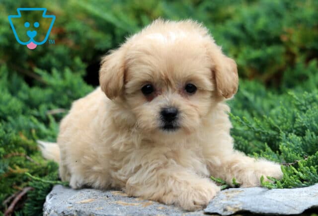 Wishes Shihpoo image