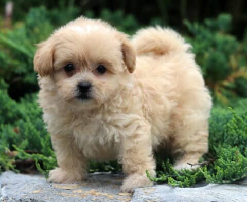 Wishes Shihpoo2