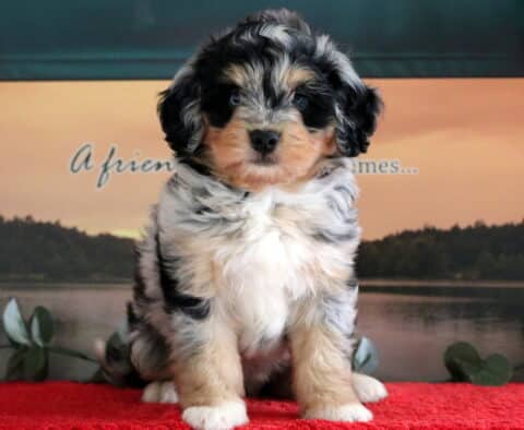 Fluffy Mini Bernedoodle puppy with a merle coat featuring cream, black, and gray markings, sitting on a red blanket with a peaceful lake and sunset background.