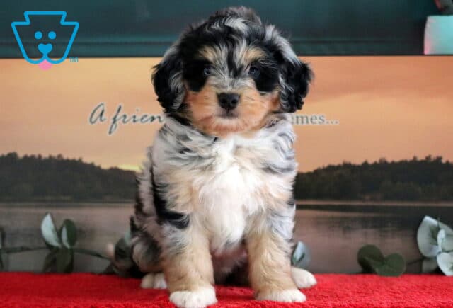 Fluffy Mini Bernedoodle puppy with a merle coat featuring cream, black, and gray markings, sitting on a red blanket with a peaceful lake and sunset background. image