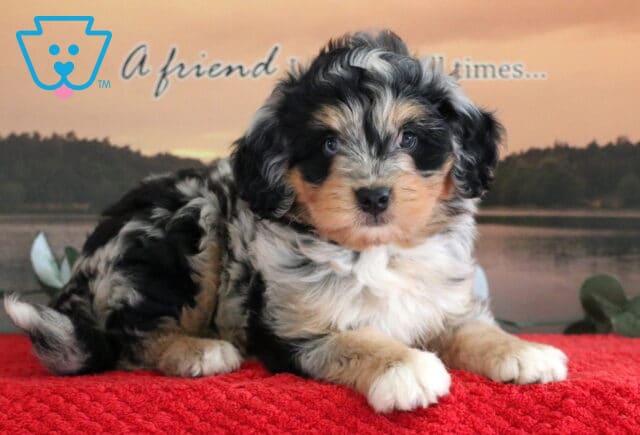 Adorable Mini Bernedoodle puppy with a thick merle coat and creamy tan markings lying on a red textured blanket in front of a lake at sunset. image