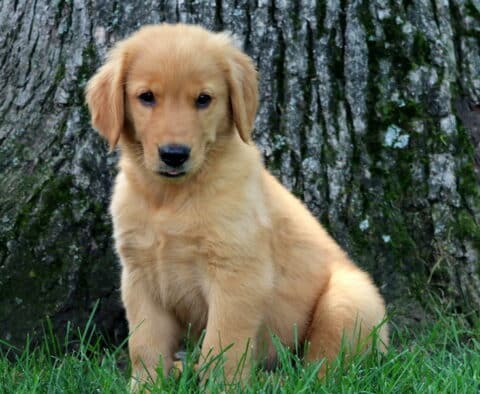 Golden Retriever puppy sitting in the grass near a large tree, looking sweetly at the camera with a calm expression.