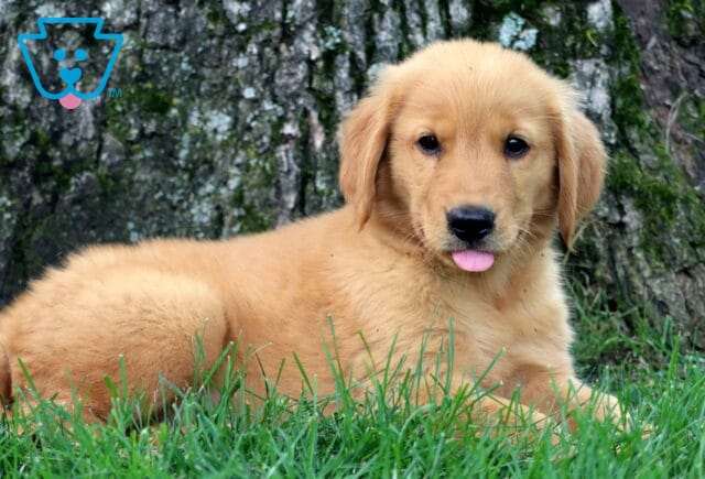 Golden Retriever puppy lying in the grass with its tongue playfully sticking out, resting near a tree trunk and looking at the camera with a gentle gaze. image