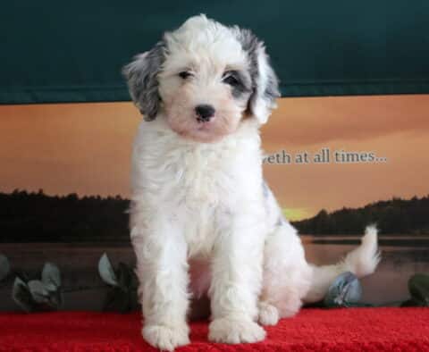 Fluffy Mini Bernedoodle puppy with a mostly white coat and gray merle ears sitting on a red blanket in front of a calm lake and sunset backdrop.
