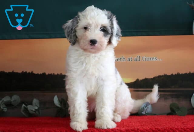 Fluffy Mini Bernedoodle puppy with a mostly white coat and gray merle ears sitting on a red blanket in front of a calm lake and sunset backdrop. image