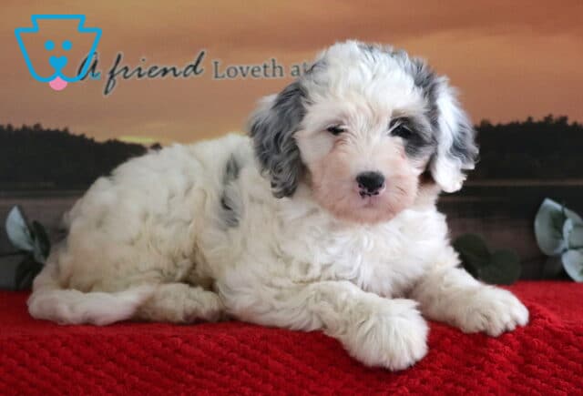 Mini Bernedoodle puppy with a fluffy white coat and gray merle patches lying on a red blanket in front of a peaceful lake and sunset backdrop. image