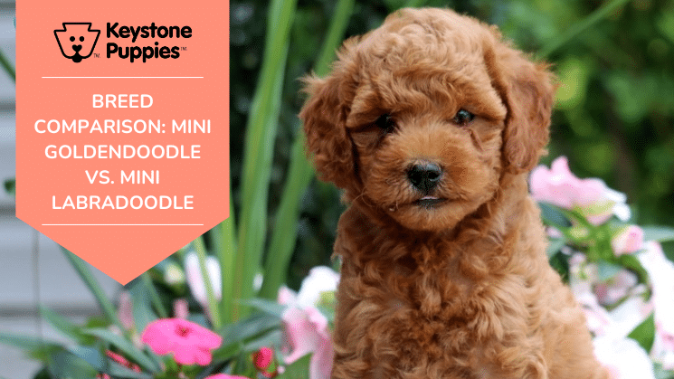 Mini Goldendoodle vs. Mini Labradoodle.