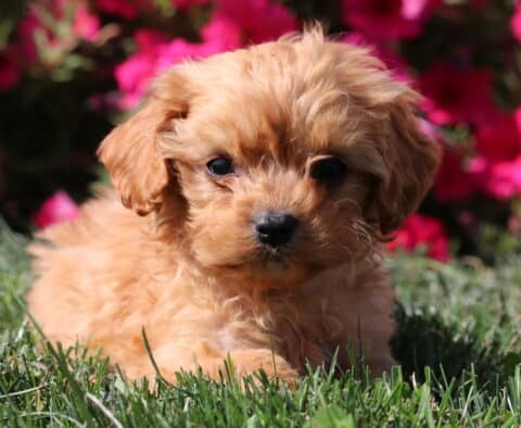 Abby Cavapoo