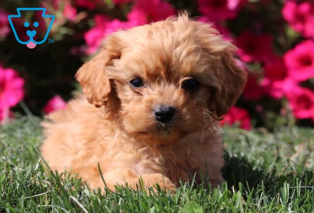 Abby Cavapoo image