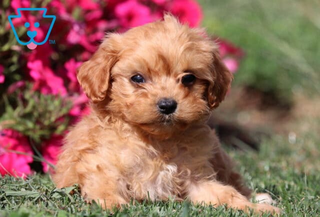 Abby Cavapoo3 image