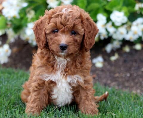 Fluffy Cavapoo puppy with a curly apricot coat and a white chest sitting in green grass, with white flowers blooming in the background.