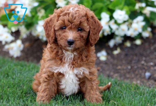 Fluffy Cavapoo puppy with a curly apricot coat and a white chest sitting in green grass, with white flowers blooming in the background. image