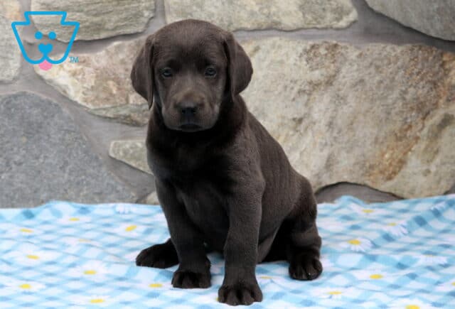 Abby Charcoal Lab image