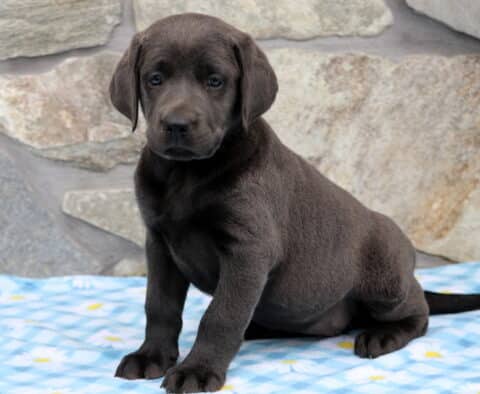 Abby Charcoal Lab2