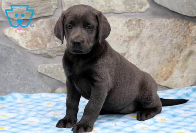 Abby Charcoal Lab2 image