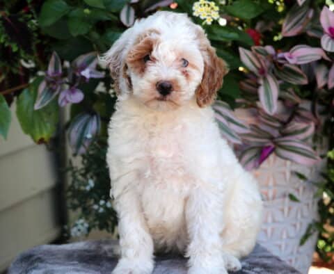 Fluffy white and brown Mini Goldendoodle puppy sitting in front of vibrant green and purple plants, looking directly at the camera.