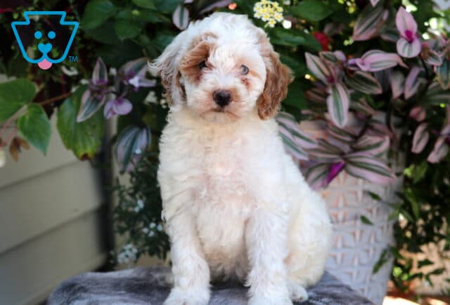 Fluffy white and brown Mini Goldendoodle puppy sitting in front of vibrant green and purple plants, looking directly at the camera. image