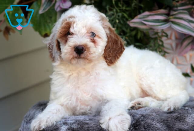 Adorable white Mini Goldendoodle puppy with brown ears and markings lying on a soft gray blanket, plants with purple and green leaves in the background. image